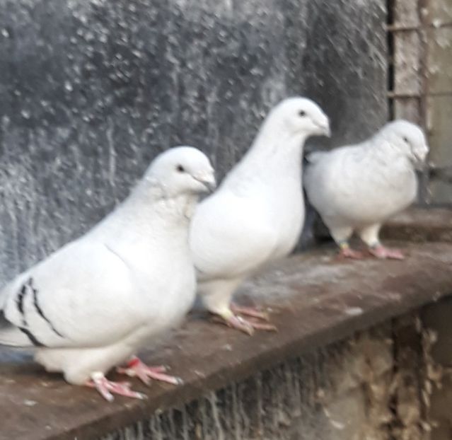  - Păsările mele