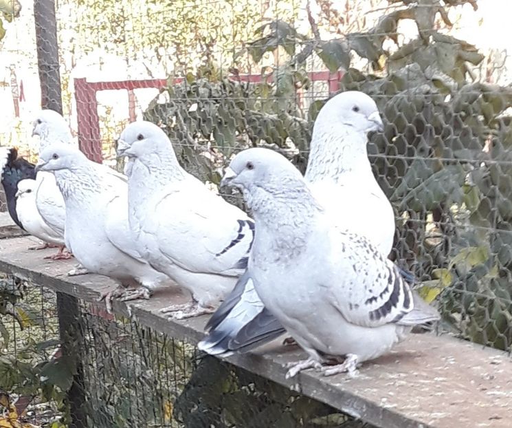  - Păsările mele