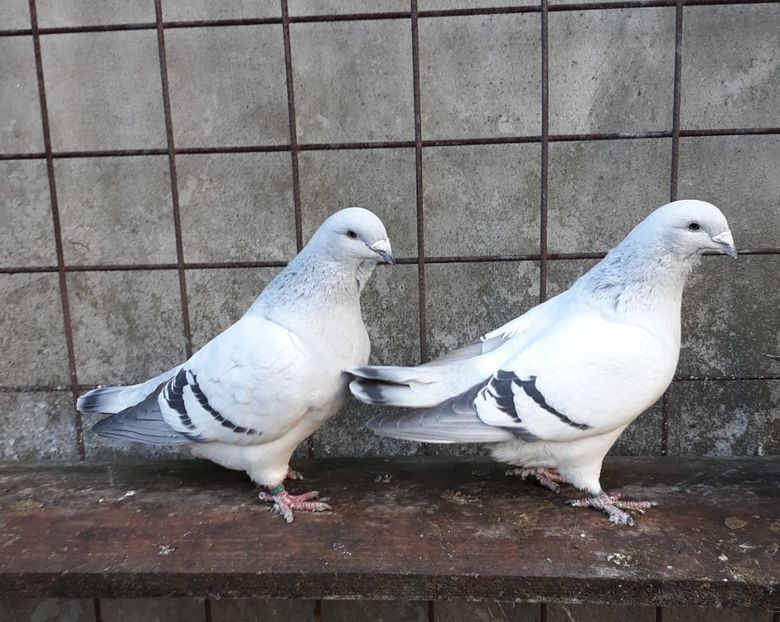  - Păsările mele