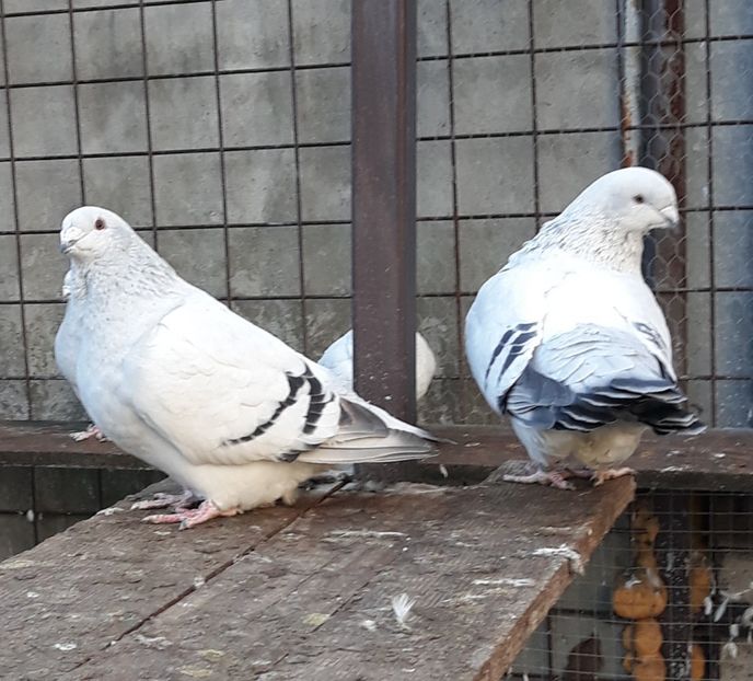  - Păsările mele