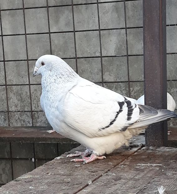  - Păsările mele