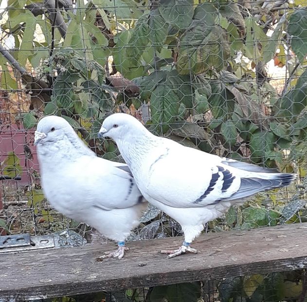  - Păsările mele