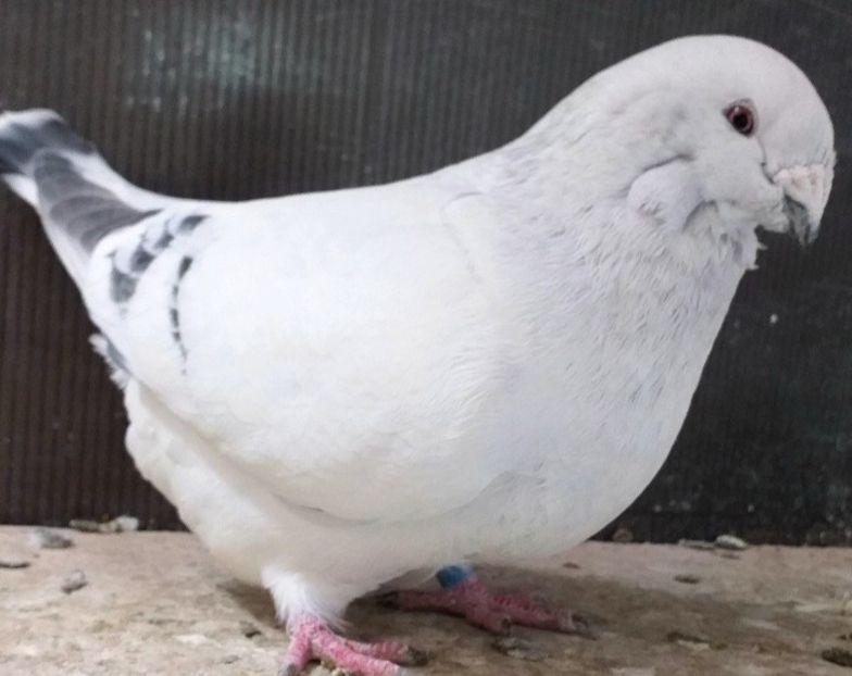 Arty 2018 - VOIAJOR ROMANESC DE FRUMUSETE MASCULI