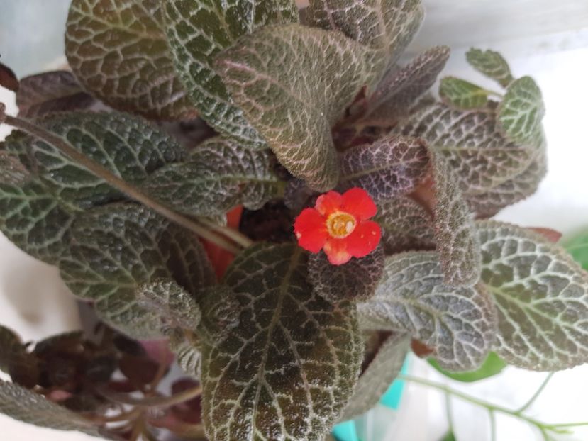  - Episcia 2020
