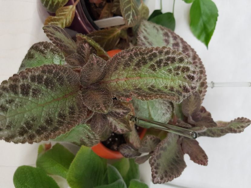  - Episcia 2020