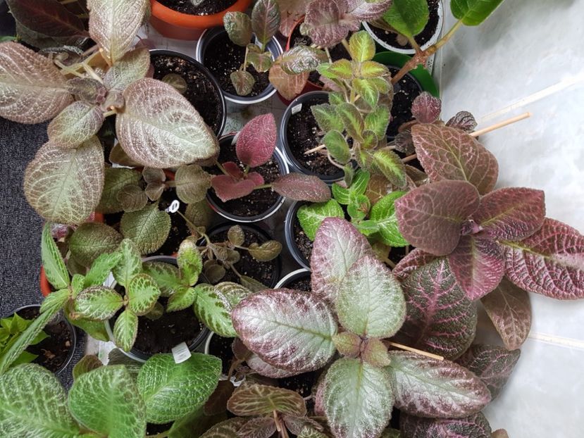  - Episcia 2020