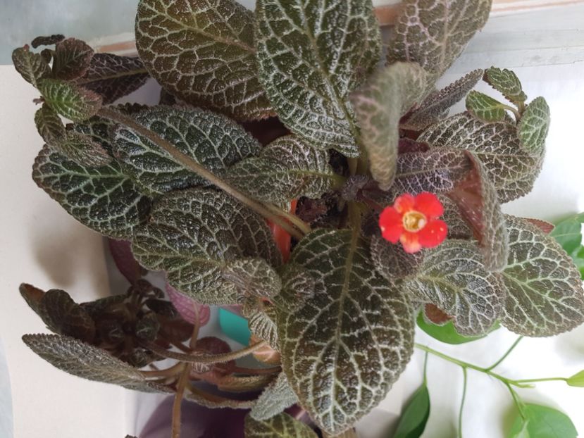  - Episcia 2020