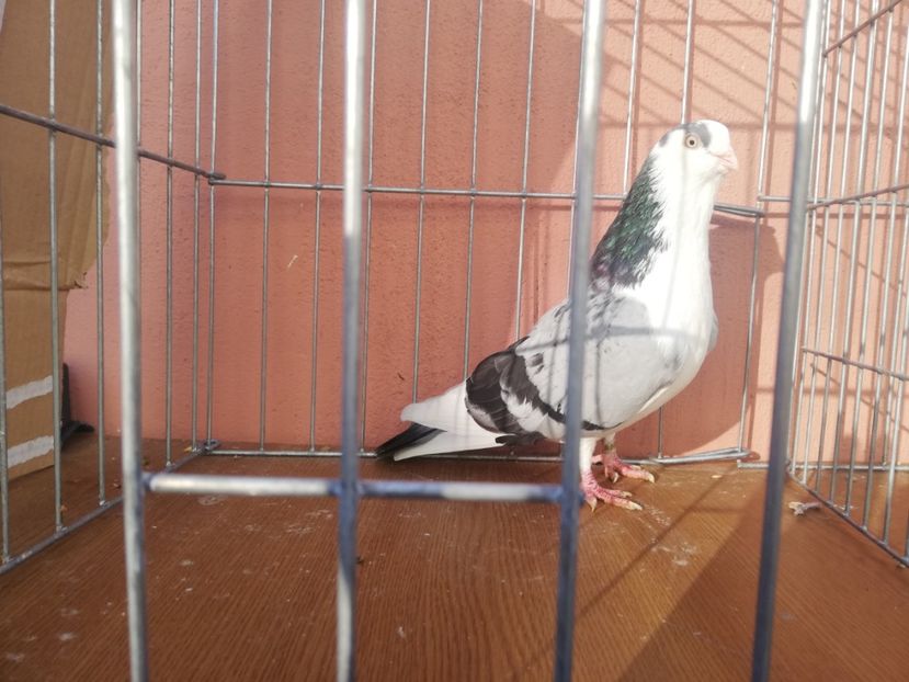 M 5 - 0-2 MASCULI Galateni 2021