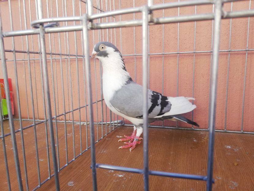 M 9 - 0-2 MASCULI Galateni 2021