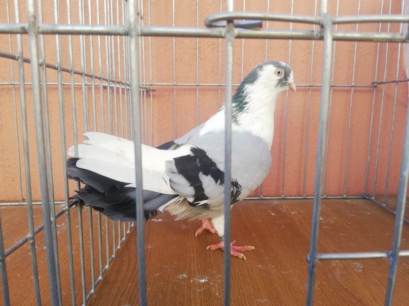 M 10 - 0-2 MASCULI Galateni 2021