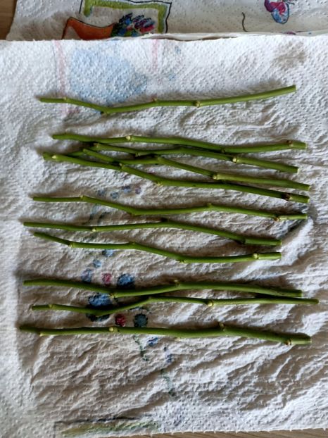 Am tăiat și codițele - Trandafiri