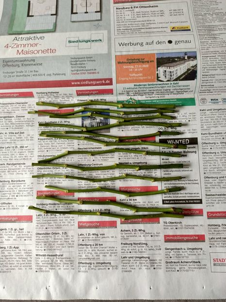 Le-am pus pe ziar - Trandafiri