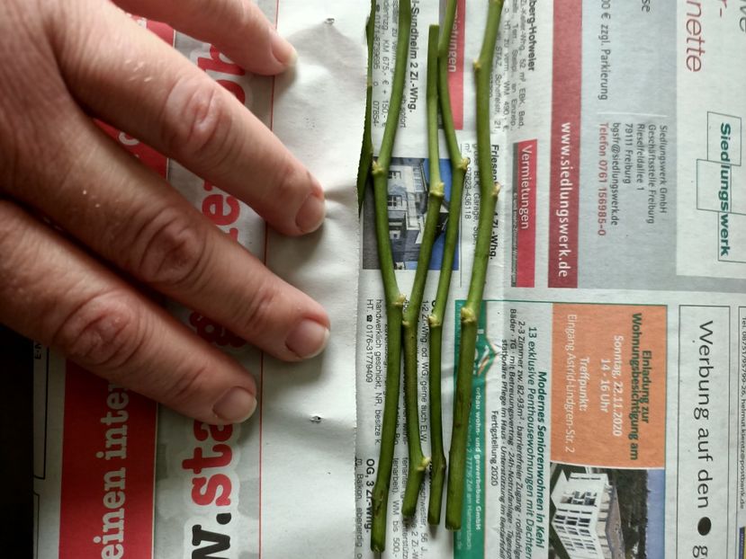 Le-am împachetat - Trandafiri