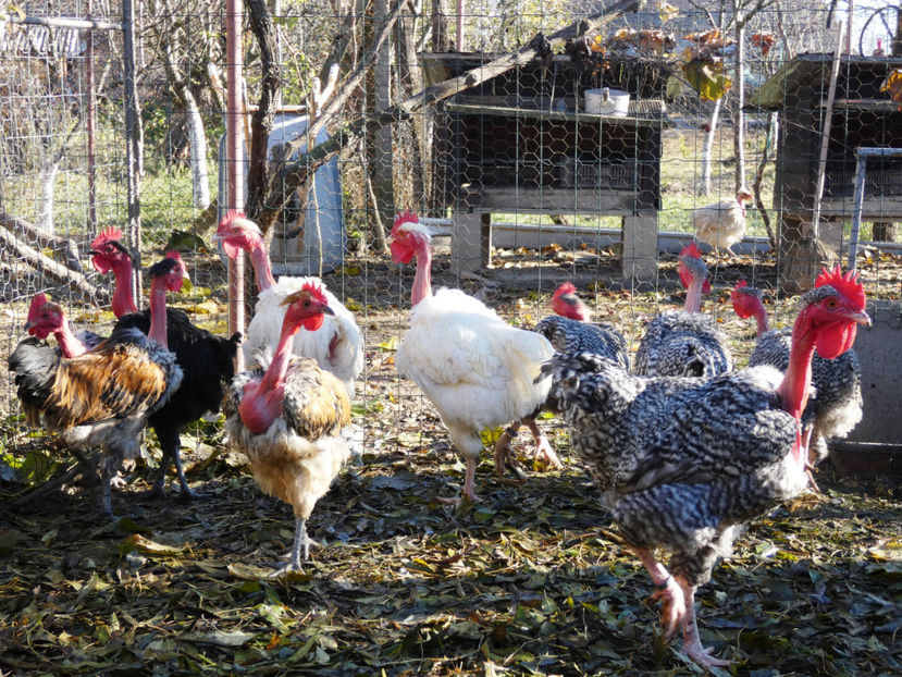 P1060352 - Matca 2020