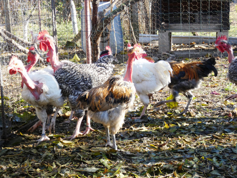 P1060353 - Matca 2020