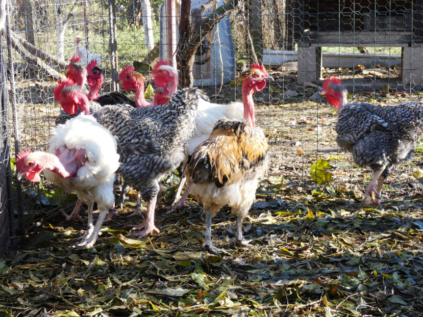 P1060354 - Matca 2020