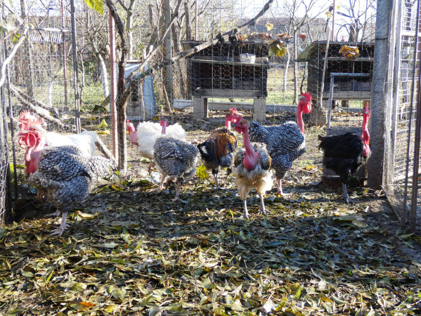 P1060356 - Matca 2020