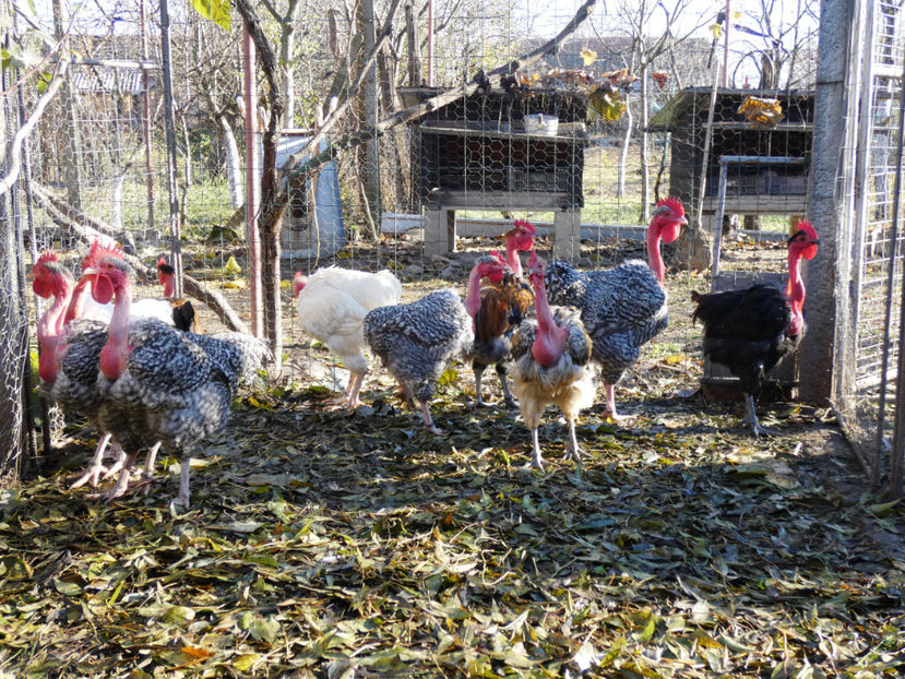 P1060357 - Matca 2020