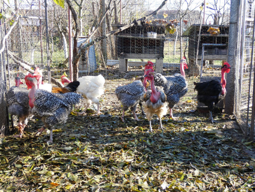 P1060358 - Matca 2020