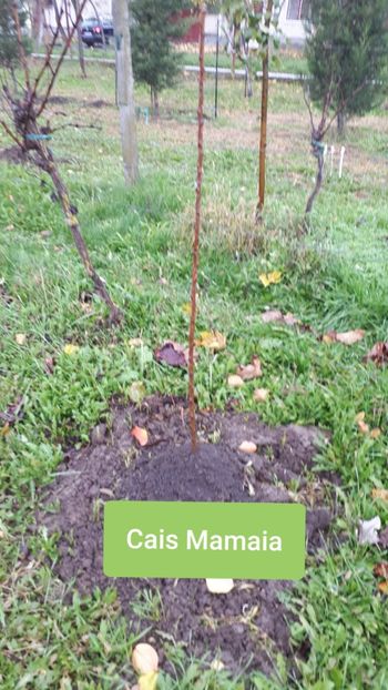 Yurta ( kaufland ) - Pomi Fructiferi 2020