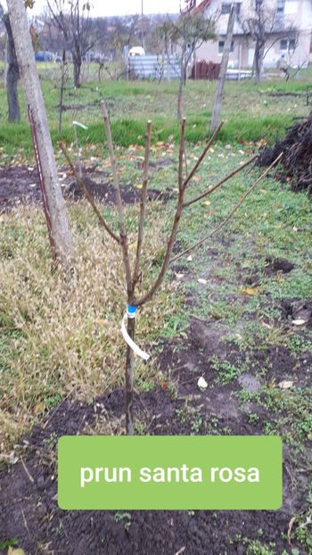 Sweet garden - Pomi Fructiferi 2020