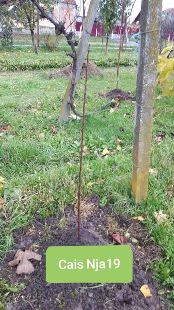  - Pomi Fructiferi 2020