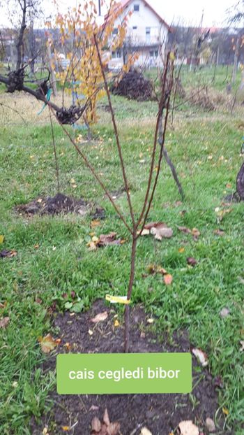 Agroland - Pomi Fructiferi 2020