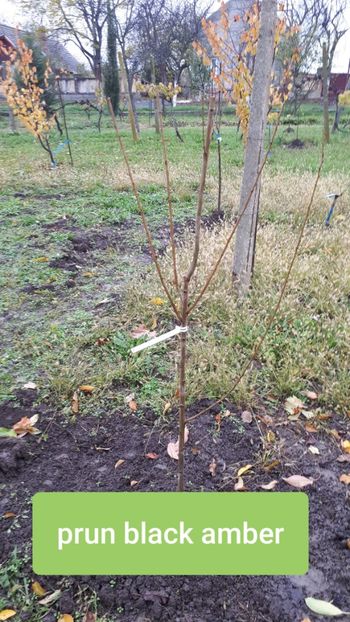 Sweet garden - Pomi Fructiferi 2020