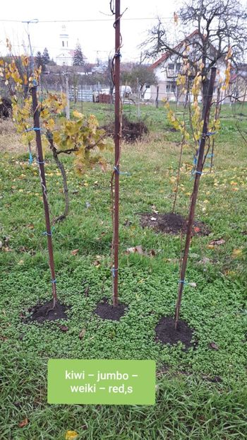 Peris - Pomi Fructiferi 2020