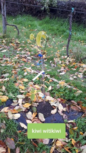 Peris - Pomi Fructiferi 2020