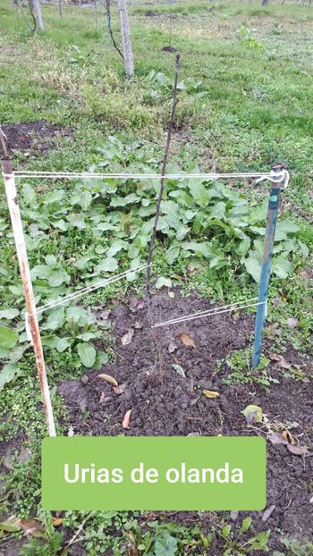 Agroland - Pomi Fructiferi 2020