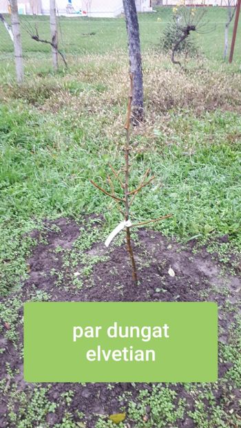 Starkl.ro - Pomi Fructiferi 2020