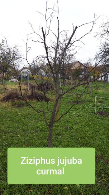 Plantemania - Pomi Fructiferi 2020