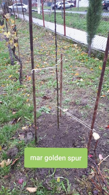 Auchan - Pomi Fructiferi 2020