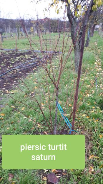 Gradinamax.ro - Pomi Fructiferi 2020