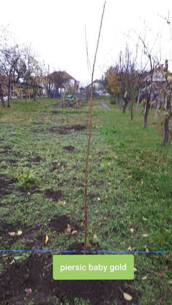 Lugoj - Pomi Fructiferi 2020