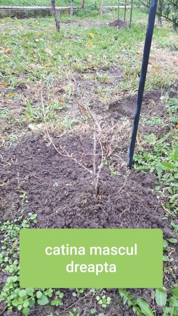 Gradinamax.ro - Pomi Fructiferi 2020