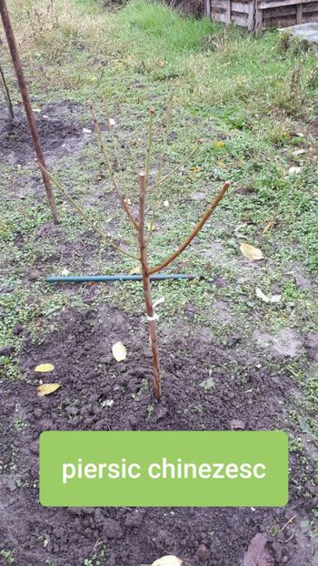 Sweet garden - Pomi Fructiferi 2020