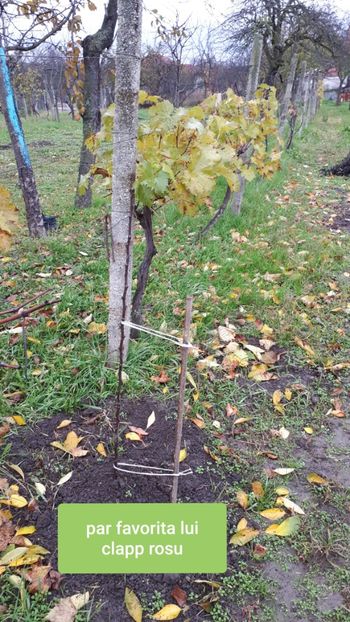 Dedeman - Pomi Fructiferi 2020