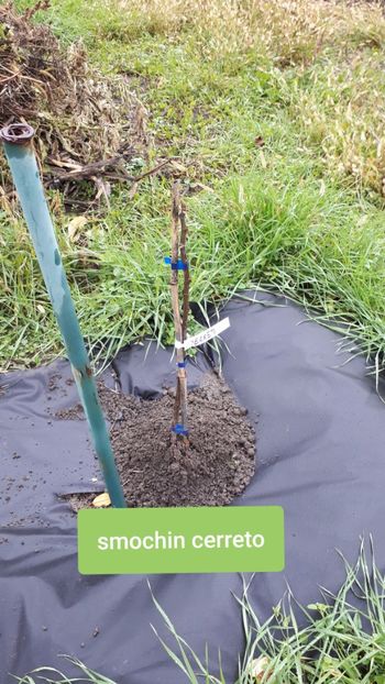 Peris - Pomi Fructiferi 2020