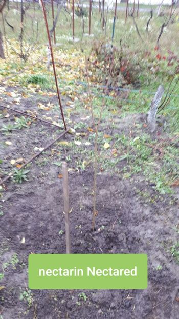 Bricodepot - Pomi Fructiferi 2020