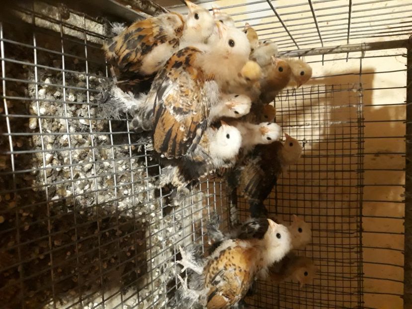  - Păsări mii de flori