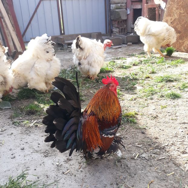  - Păsări mii de flori