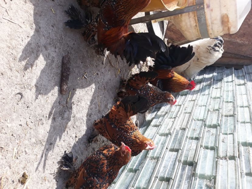  - Păsări mii de flori