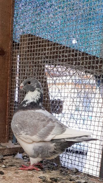 Masc 20019 - Porumbei vanduti