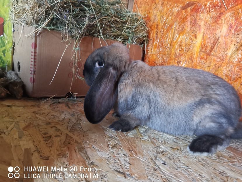 4 luni - MASCUL_1_-THURINGER