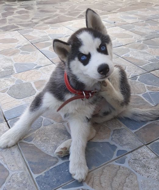  - Husky Maylo