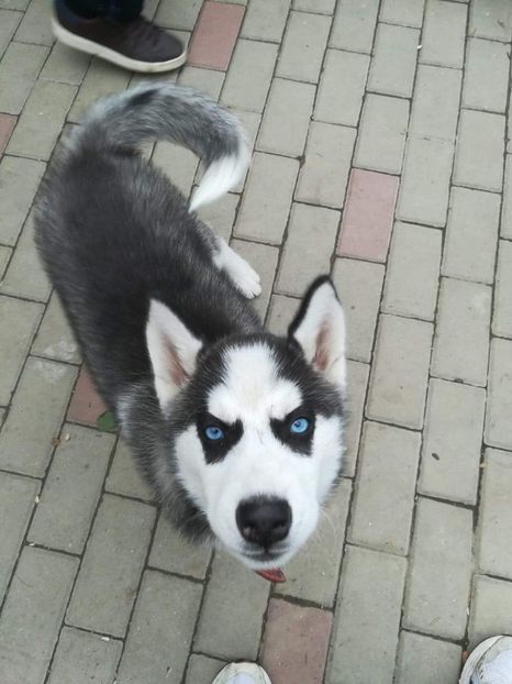 received_1260977857568289 - Husky Maylo