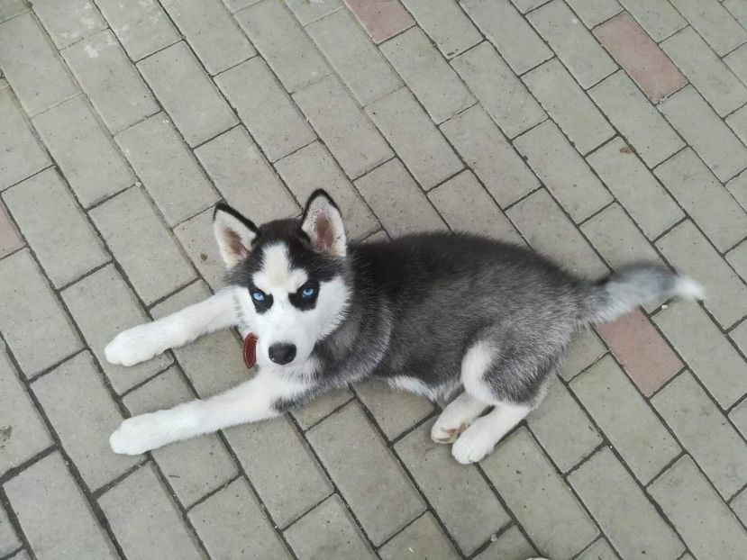 received_2799525623638176 - Husky Maylo