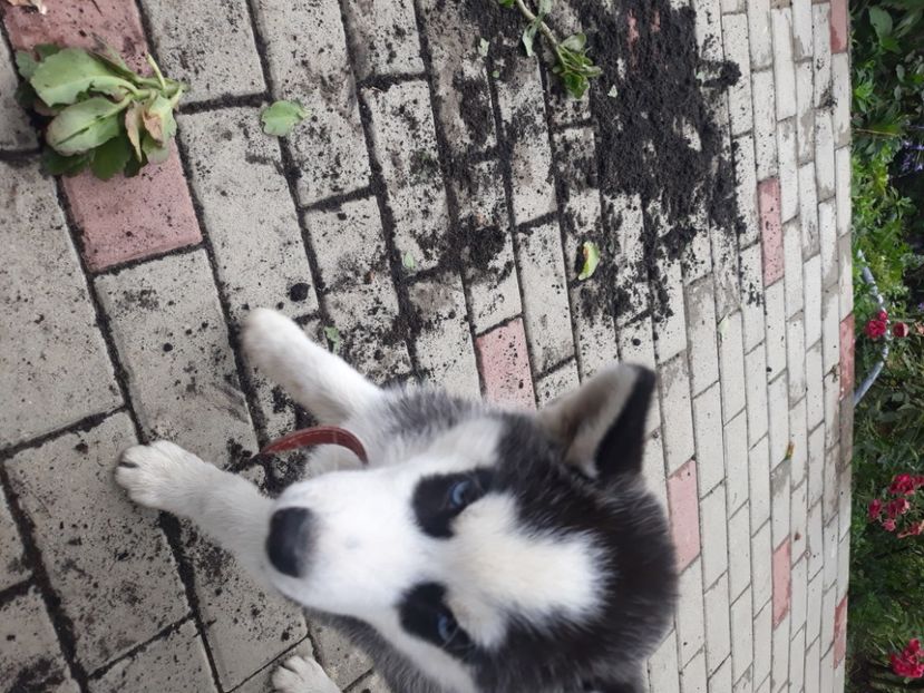  - Husky Maylo